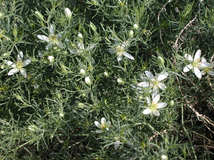 Syrian Rue Seeds | Paganum harmala | Incense