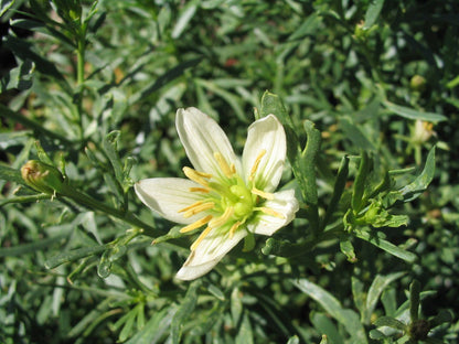 Syrian Rue Seeds | Paganum harmala | Incense