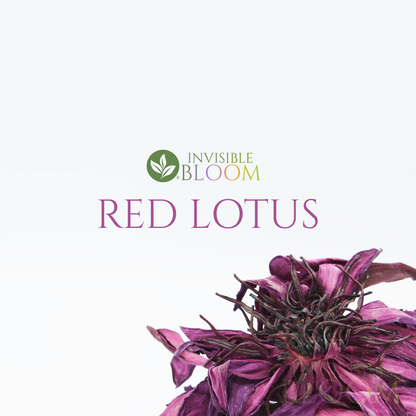 Premium Red Lotus · Flowers · 100% Organic · Phytosanitary Certificate Included